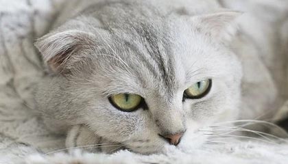 长兴最新电子公积金卡会过期吗方法分析(最方便真实的长兴公积金卡能绑定电子银行吗方法)